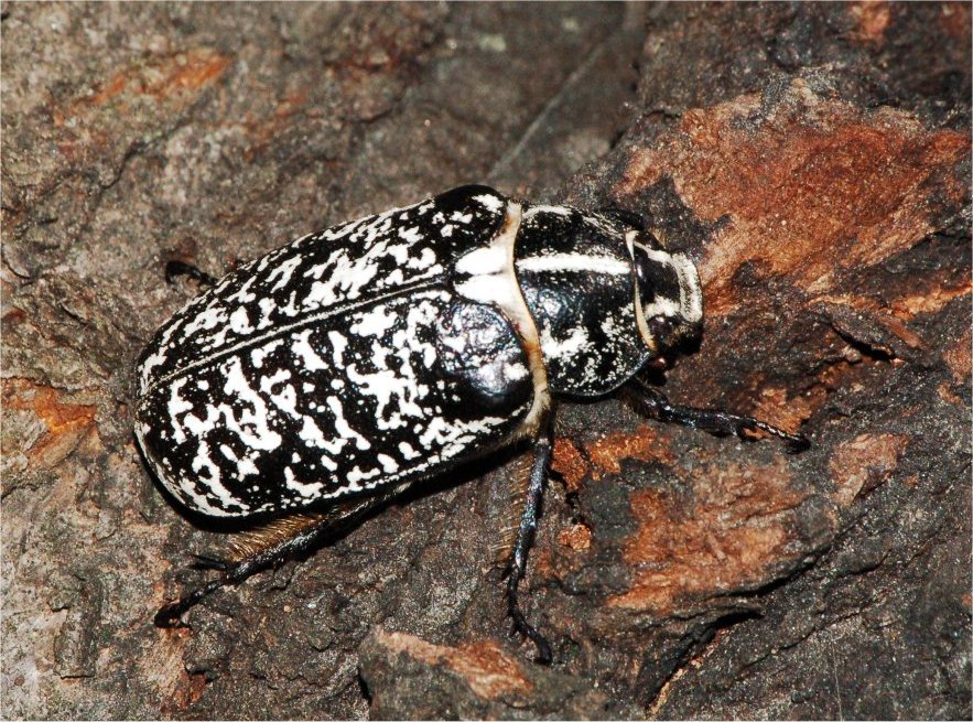 Leiopus nebulosus (Cerambycidae) e Trichius fasciatus (Cetoniidae)